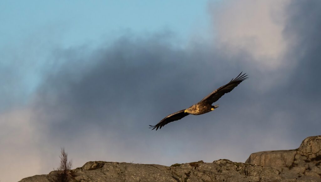 Svalbard Express - Brekke Tours